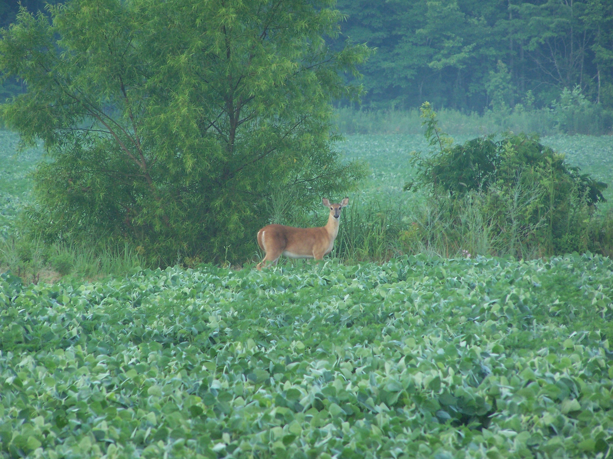 Hunting Fort Campbell iSportsman